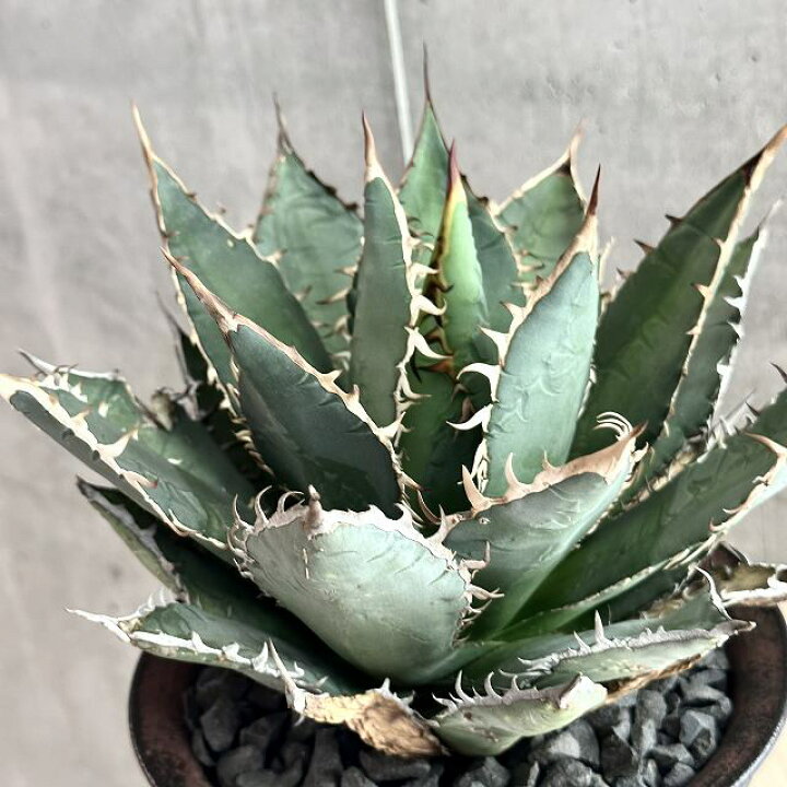 楽天市場】agave titanota oaxaca アガベ チタノタ オアハカ 