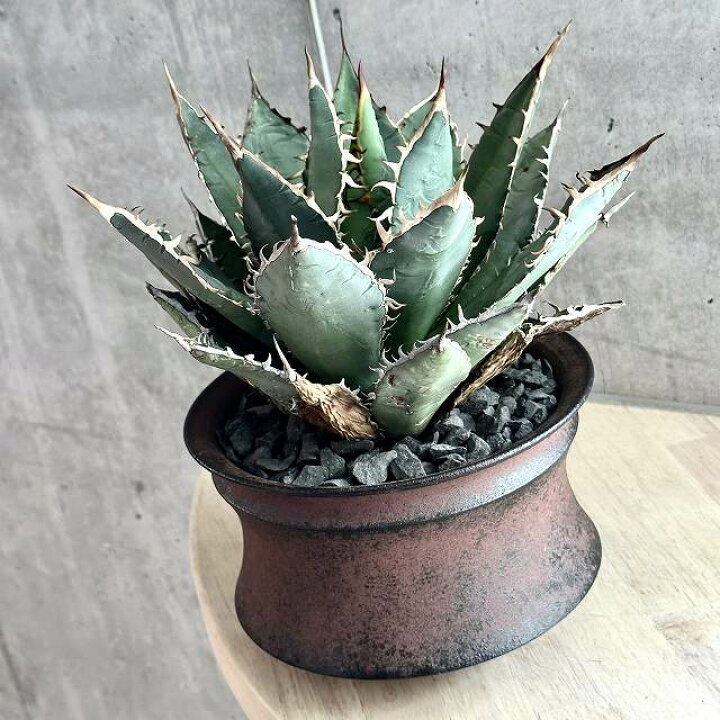 楽天市場】agave titanota oaxaca アガベ チタノタ オアハカ  