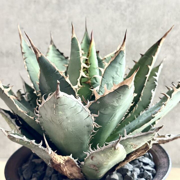 楽天市場】agave titanota oaxaca アガベ チタノタ オアハカ 