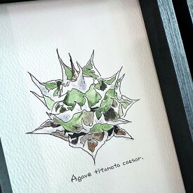 agave titanota caesar painting/アガベ チタノタ シーザー オリジナル デザイン画【原画】【額入り】 【観葉植物】【多肉植物】【インテリア】