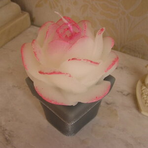 y݌ɌZ[zLh BNgA[Y|bg/zCgPOiNT A LA LiGNE/|AEAEE[jXvOET}[RNV