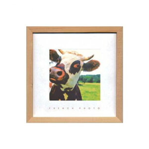 French Photography �t�H�g�A�[�g A Cow ZFP-51923