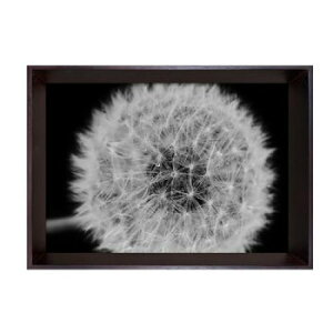 Photography art Dandelions �A�[�g�p�l�� IBC-53407