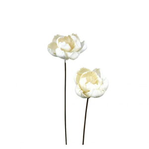�\���t�����[ �X�e���^�C�v7 �i�`������(1��/2�{) Z-0305 PEONY-B 57s6000000002