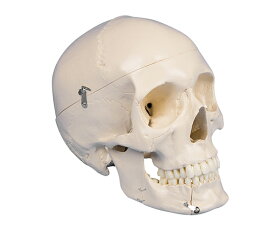 頭蓋骨モデル 4513　4589638306297