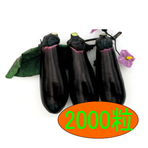 �y���׎���o�ׁz�J�l�R��c�@�单�c�@2000��