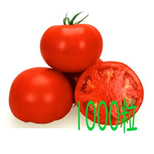 y׎oׁzJlRc@ӂ@g}g@1000