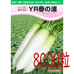 y׎oׁzJlRc@YRt̉Y@卪@8000