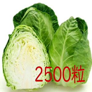 �y���׎���o�ׁz�J�l�R��c�@���j�R�[���@�L���x�c�@2500��