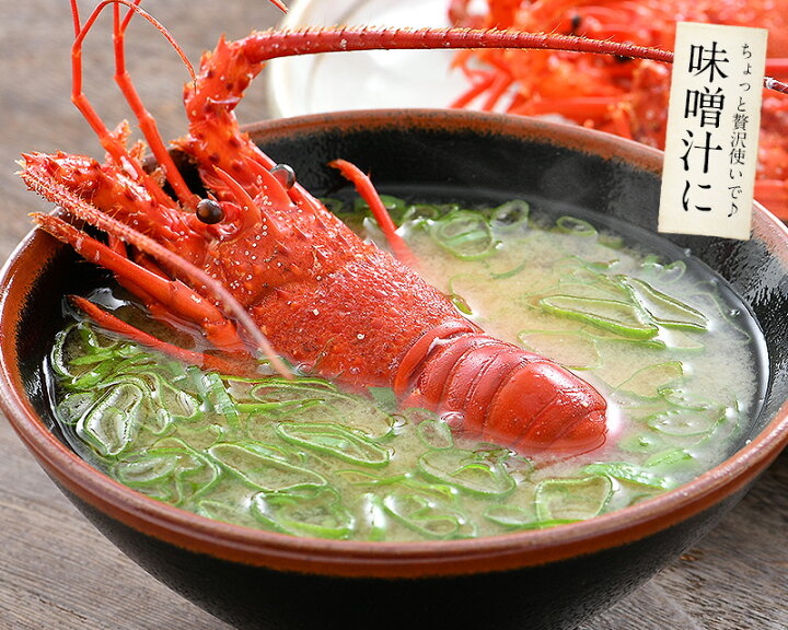 港ダイニングしおそう 伊勢海老 千葉県産 小サイズ 4 5尾 外房イセエビ 伊勢エビ 伊勢えび えび 刺身 ご自宅用 ご家庭用 贈呈用 人気top