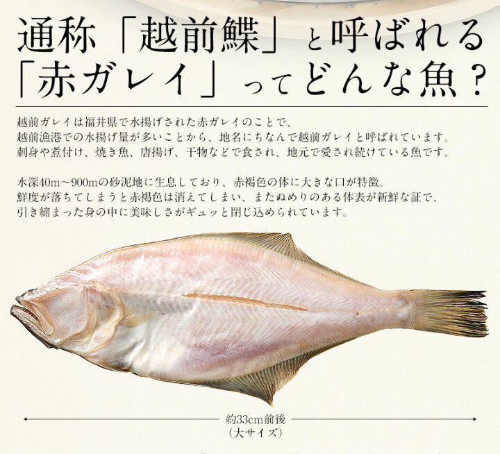 笹カレイ かれい カレイ 干物 約250 300g 2尾 特大サイズ 浜田