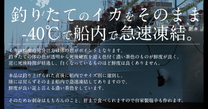 楽天市場 するめいか 7杯 約2kg前後 日本海産 スルメイカ 送料無料 いか イカ スルメイカ するめいか スルメ 冷凍イカ 刺身用 美味しい 刺身 刺し身 海鮮 ギフト 贈り物 食品 食べ物 港ダイニングしおそう