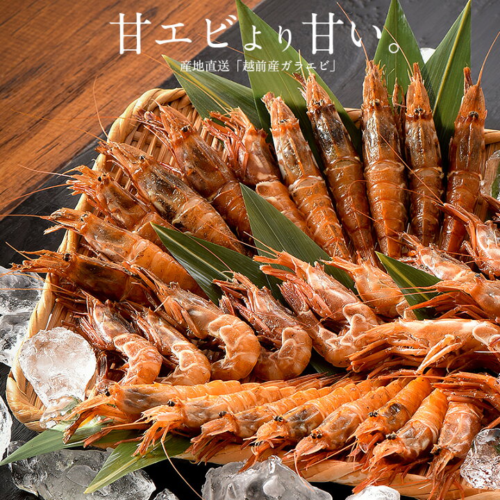 楽天市場 越前産 がらえび 500g 約35尾入り ガラエビ 送料無料 えび 冷凍 エビ 冷凍えび 美味しい 冷凍エビ 甘い 冷凍海老 産地直送 国産 福井県 お刺身 お徳用 贈り物 ギフト ごちそう 贈答 単品おせち 港ダイニングしおそう
