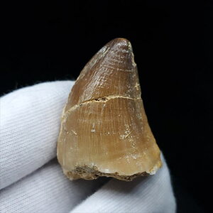 yzyTTEX///zTTEX   { bRY 35.11mm v[g Mtg mo613