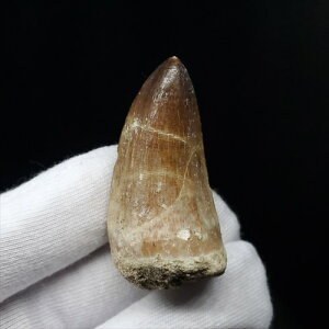 yzyTTEX///zTTEX   { bRY 43.19mm v[g Mtg mo616