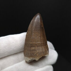 yzyTTEX///z ɏ TTEX   { bRY 49.50mm v[g Mtg mo791