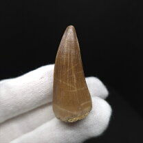 楽天市場】モササウルス 歯 化石（ホビー）の通販