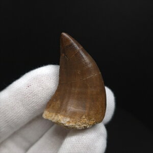 �y���������z�y���T�T�E���X/����/��/�����z ���T�T�E���X ���� �� �{�� �����b�R�Y 37.69mm �v���[���g �M�t�g mo797