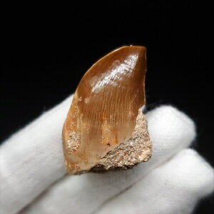 yzyTTEX///z TTEX   { bRY 33.99mm v[g Mtg mo702