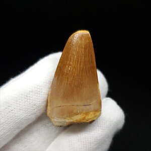 yzyTTEX///z TTEX   { bRY 34.64mm v[g Mtg mo704