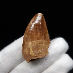 �y���������z�y���T�T�E���X/����/��/�����z ���T�T�E���X ���� �� �{�� �����b�R�Y 33.26mm �v���[���g �M�t�g mo705