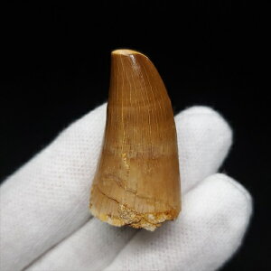 yzyTTEX///z TTEX   { bRY 35.95mm v[g Mtg mo716