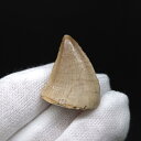 【送料無料】【モササウルス/化石/歯/恐竜】 美品 モササウルス 化石 歯 本物 モロッコ産 23.52mm プレゼント ギフト …