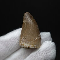 楽天市場】モササウルス 化石の通販