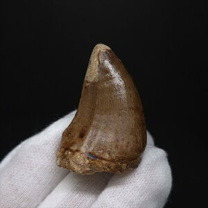 yzyTTEX///z ɏ TTEX   { bRY 37.50mm v[g Mtg mo779