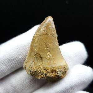 yzyTTEX///zTTEX   { bRY 34.01mm v[g Mtg mo505