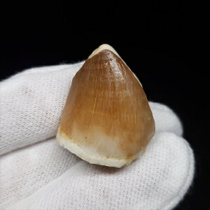 yzyTTEX///z TTEX   { bRY 26.89mm v[g Mtg mo723