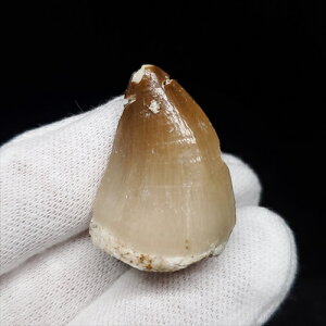 yzyTTEX///z TTEX   { bRY 29.97mm v[g Mtg mo724