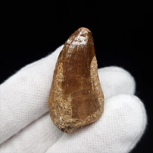 yzyTTEX///z TTEX   { bRY 35.23mm v[g Mtg mo726