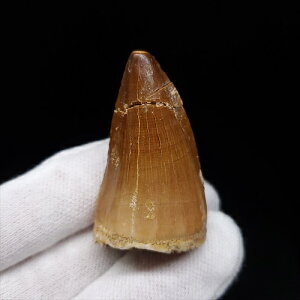 �y���������z�y���T�T�E���X/����/��/�����z ���T�T�E���X ���� �� �{�� �����b�R�Y 42.17mm �v���[���g �M�t�g mo732