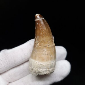 yzyTTEX///z TTEX   { bRY 52.26mm v[g Mtg mo733