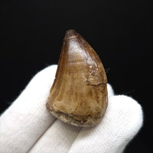 yzyTTEX///z ɏ TTEX   { bRY 35.50mm v[g Mtg mo735