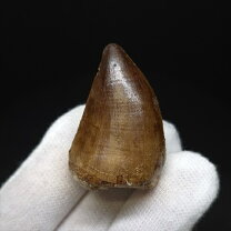 楽天市場】モササウルス 化石（標本・化石｜ホビー）の通販