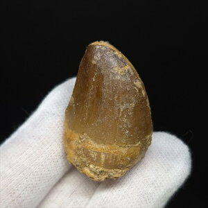 yzyTTEX///z TTEX   { bRY 35.28mm v[g Mtg mo739