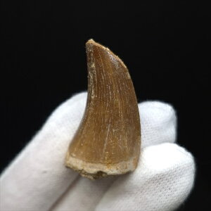 yzyTTEX///z TTEX   { bRY 35.22mm v[g Mtg mo740