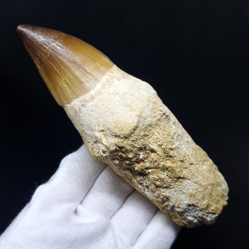 特大  歯根付き モササウルス 化石 歯 本物 モロッコ産 129.84mm プレゼント ギフト mos2