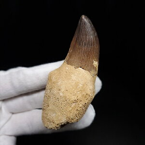 yzyTTEX///z t TTEX   { bRY 69.85mm v[g Mtg mos102