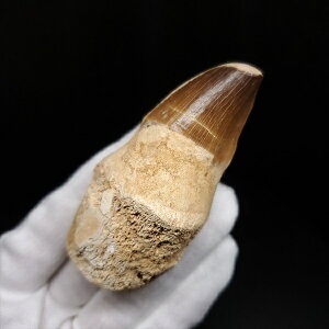 yzyTTEX///z t TTEX   { bRY 73.98mm v[g Mtg mos107