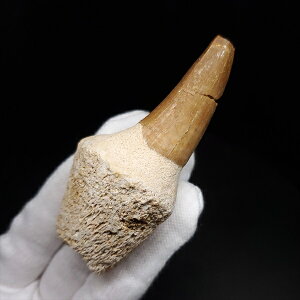 yzyTTEX///z t TTEX   { bRY 73.85mm v[g Mtg mos109