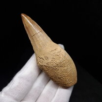 楽天市場】マンモス 牙（化石｜標本・化石）：ホビーの通販