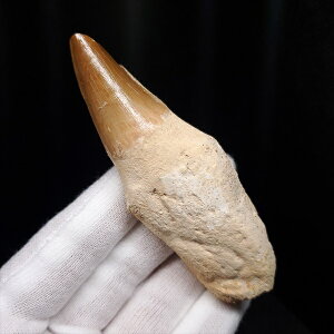 yzyTTEX///z t TTEX   { bRY 87.16mm v[g Mtg mos121