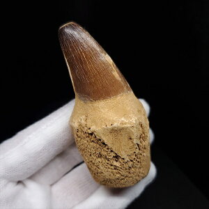 yzyTTEX///z t TTEX   { bRY 75.78mm v[g Mtg mos124