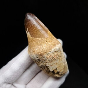 yzyTTEX///z t TTEX   { bRY 75.72mm v[g Mtg mos126