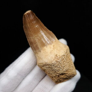 yzyTTEX///z t TTEX   { bRY 70.00mm v[g Mtg mos128