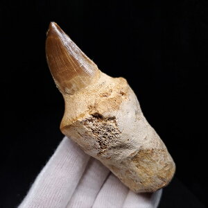 yzyTTEX///z t TTEX   { bRY 90.49mm v[g Mtg mos131