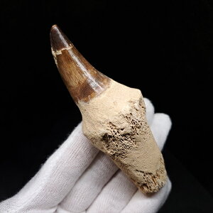 yzyTTEX///z t TTEX   { bRY 95.52mm v[g Mtg mos136